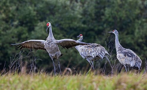 USA-South Texas Aranas National Wildlife Refuge-sandhill cranes (lesser) dancing Art Print